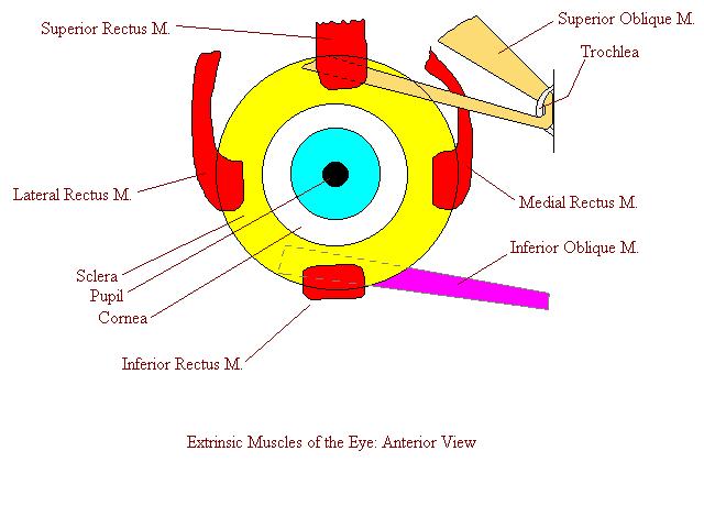 a completed diagram of the extrinsic muscles of the eye from an anterior view