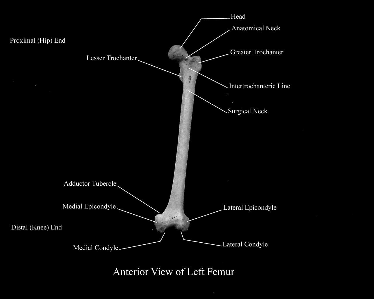 a labeled picture of of the structures of the fumer from an anterior view