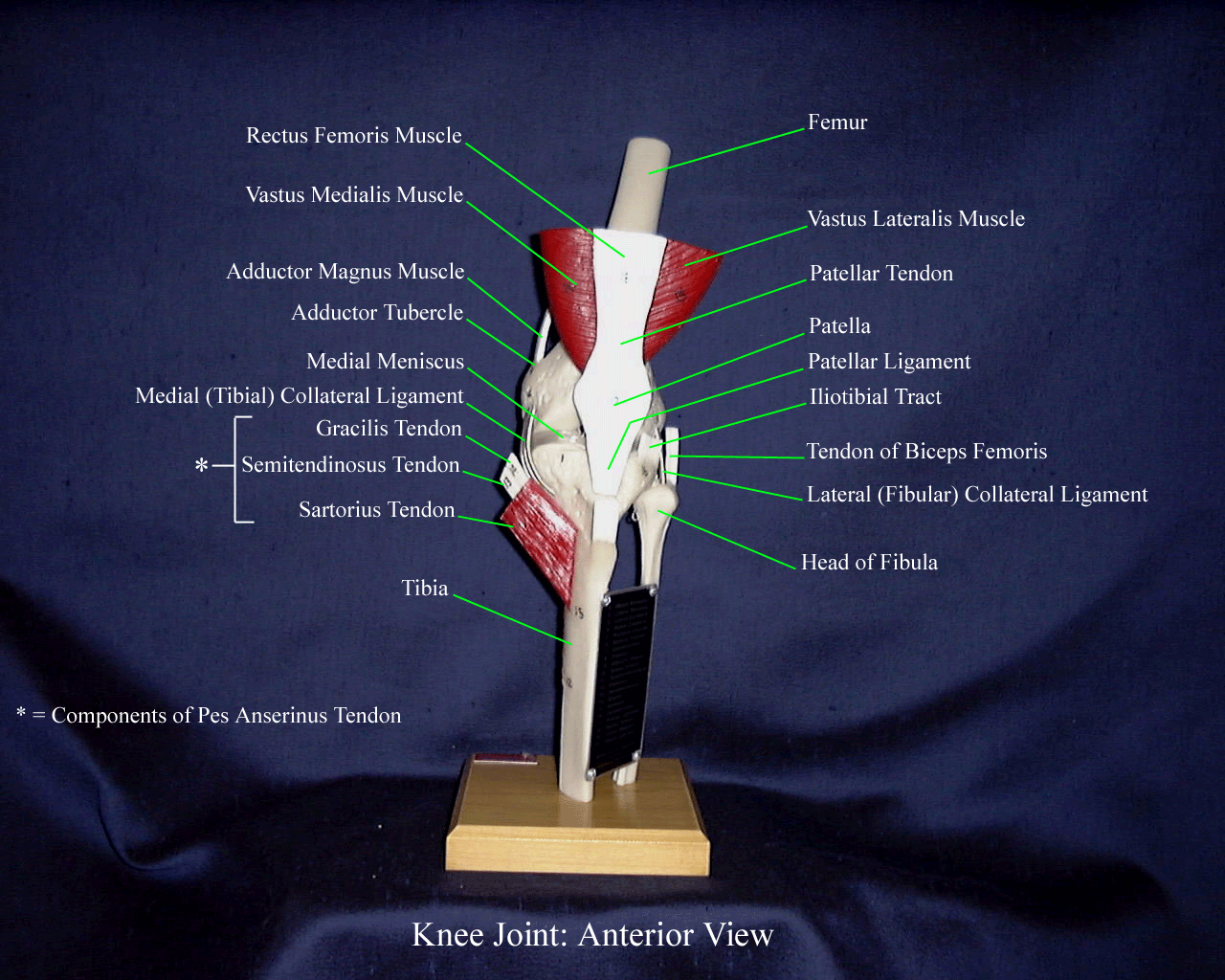 a labeled picture of a knee model from an anterior view