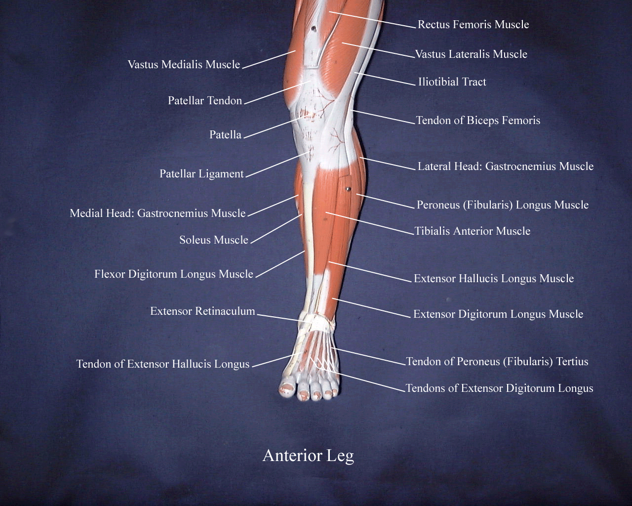 a labeled picture of a model of the anterior compartment of the leg