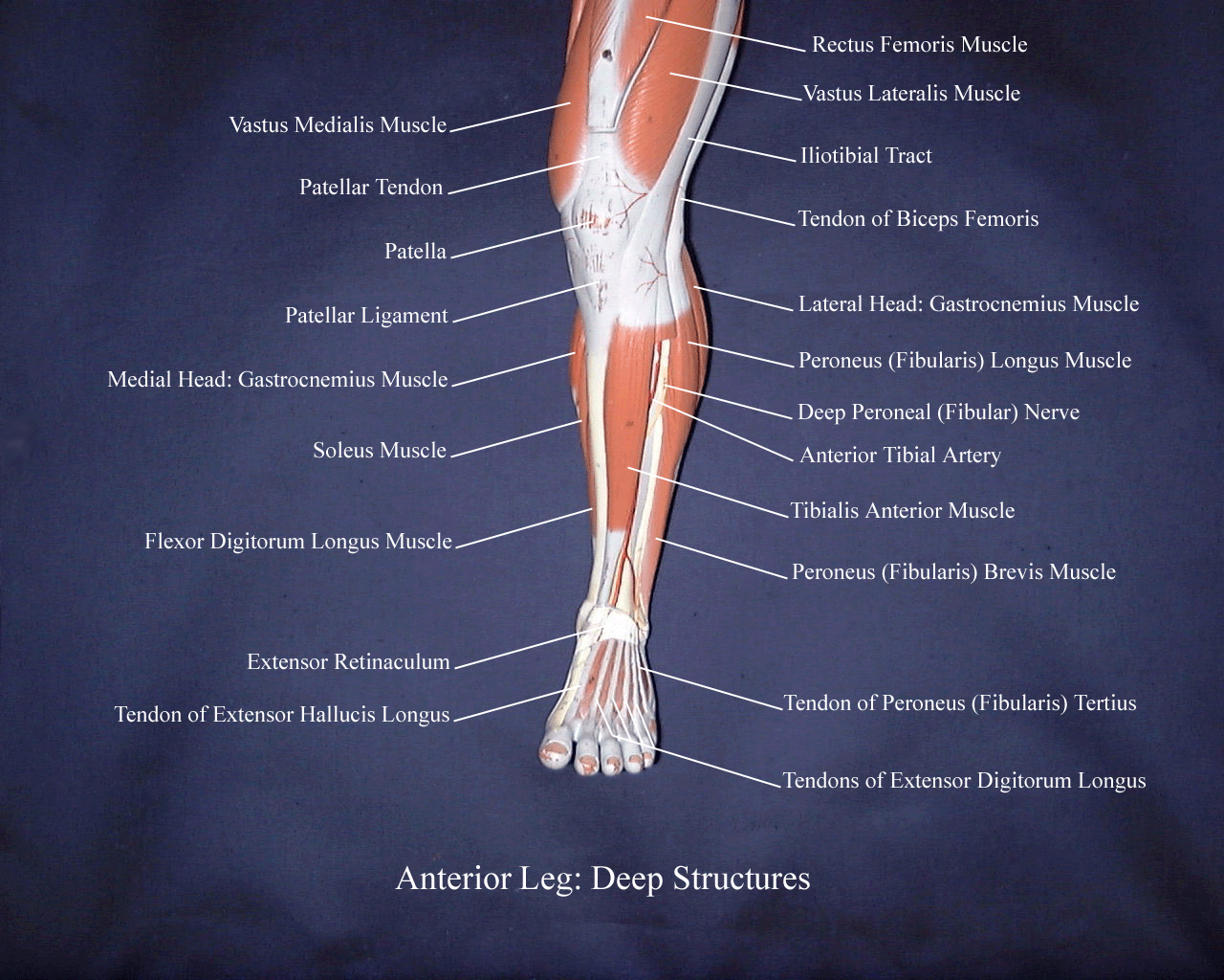 a labeled picture of a model of the deep structures of the anterior compartment of the leg