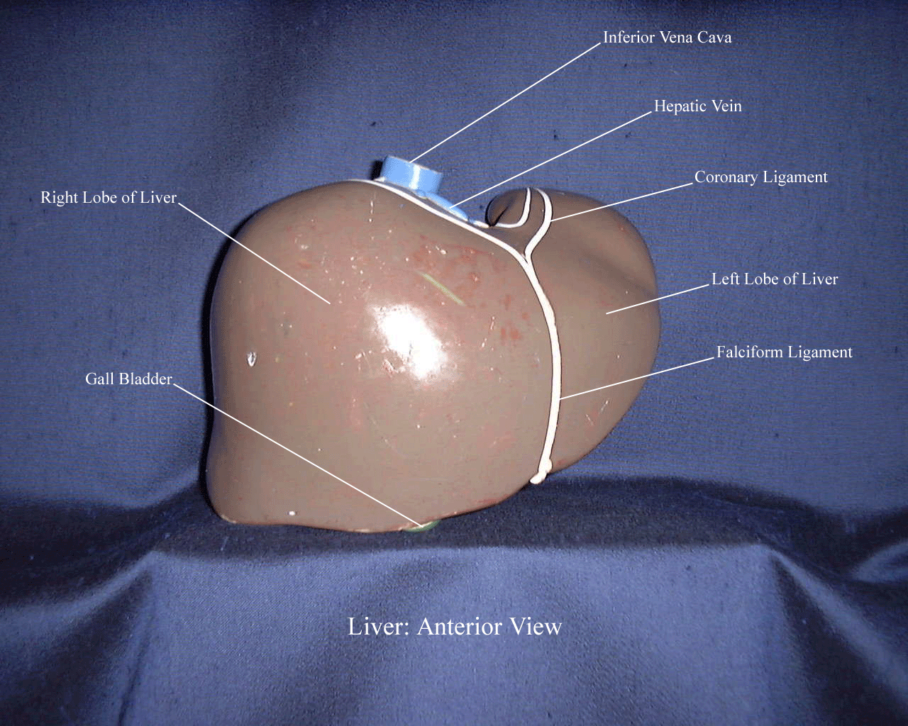 an unlabeled diagram of an anterior view of a liver