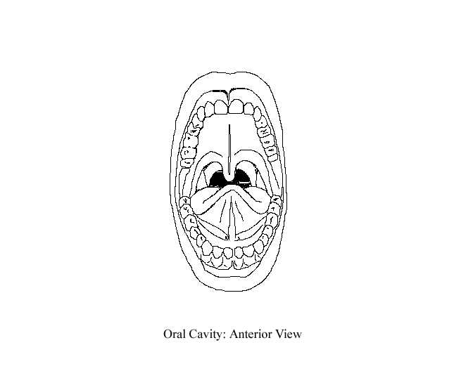an unlabeled diagram of the oral cavity from an anteroir view
