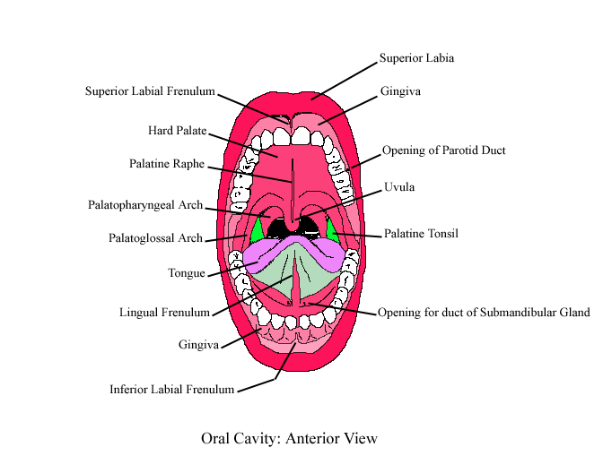 a labeled diagram of the oral cavity from an anteroir view