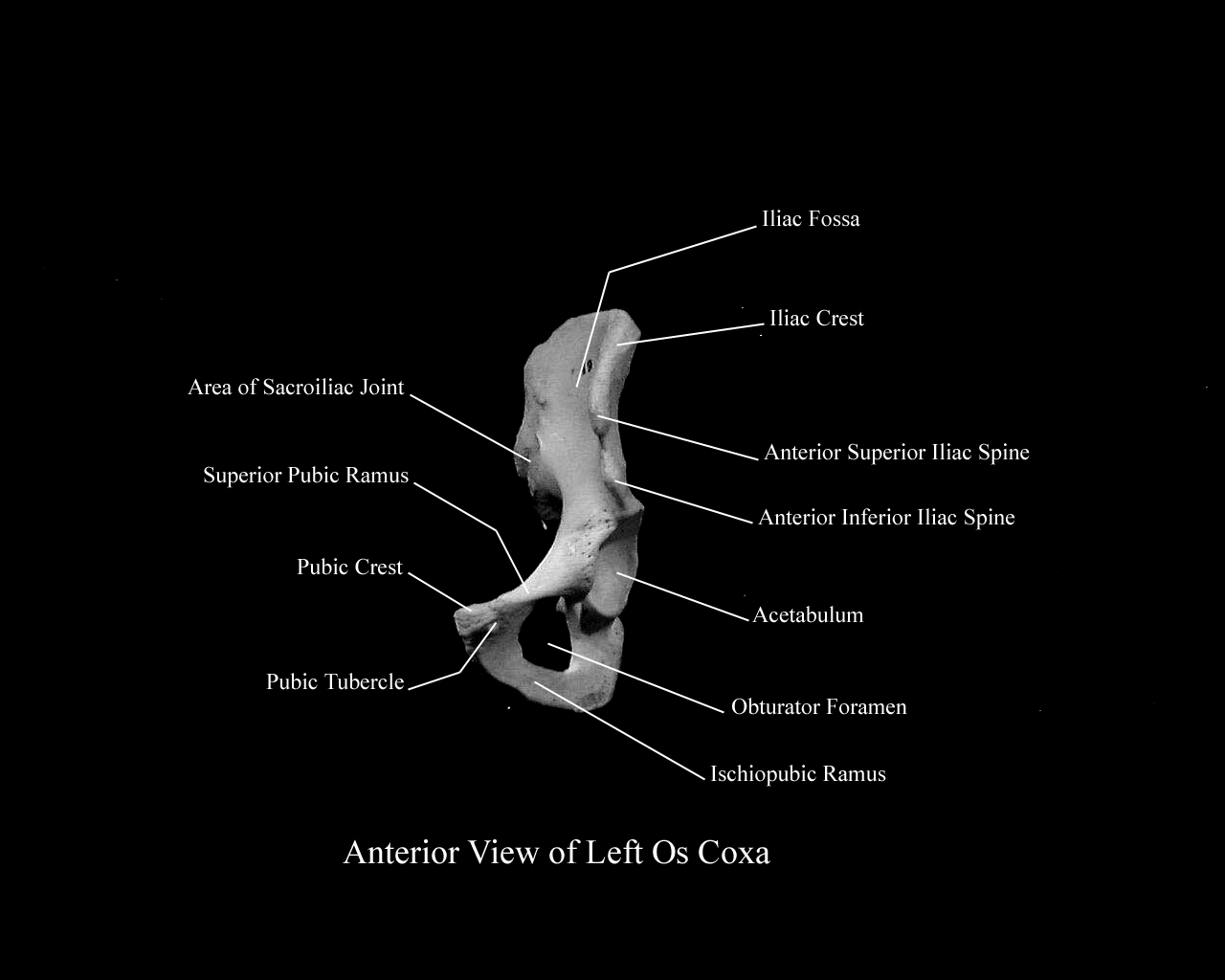 An anterior view of a left os coxa