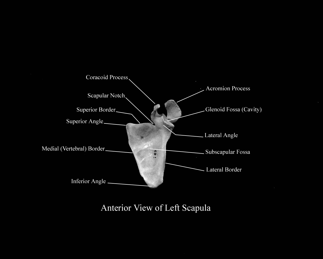 a labeled picture of an anterior view of a scapula