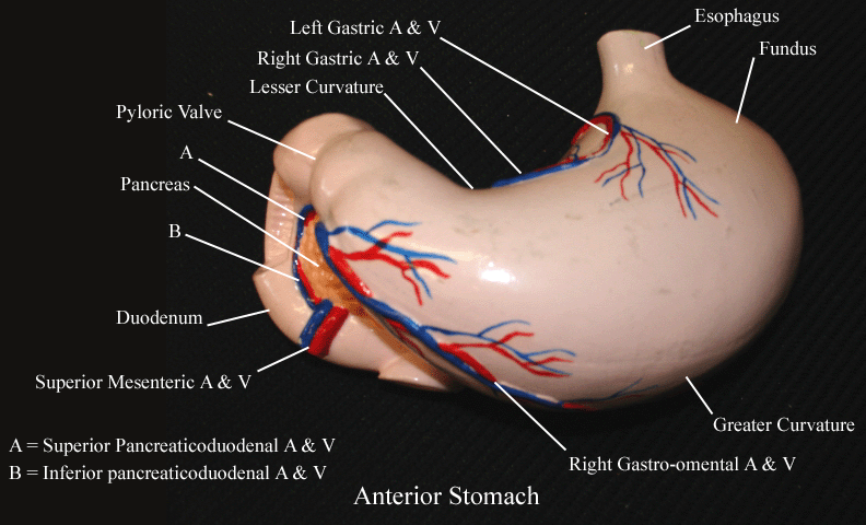 a labeled picture of an anterior view of a stomach model