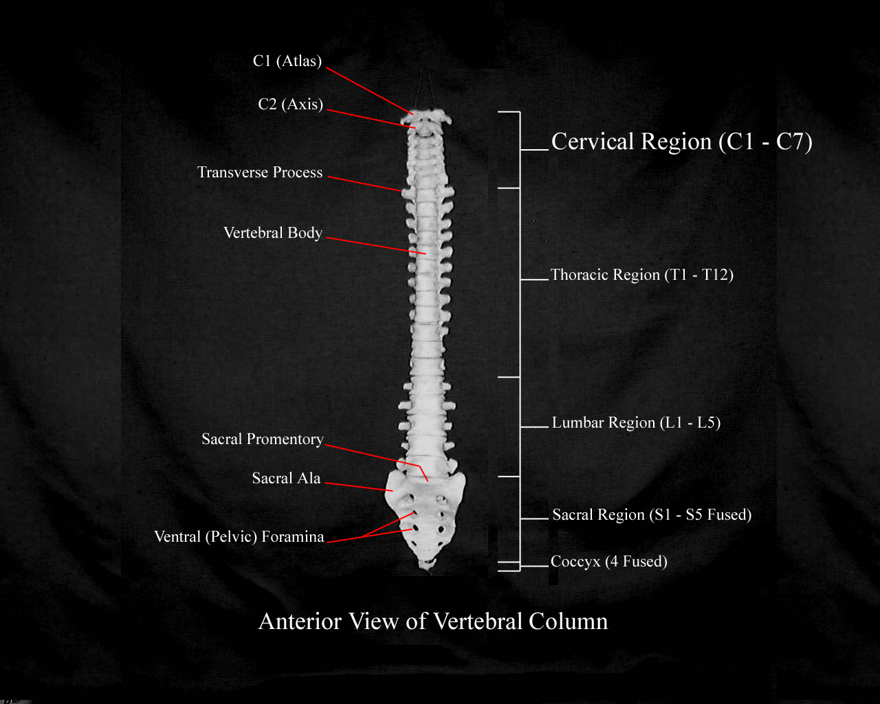 a labeled pcture of an anterior view of the vertebral column
