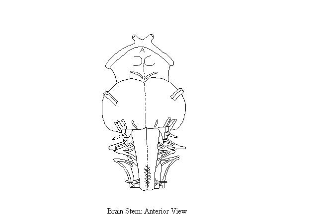 an unlabeled drawing of the brainstem from an anterior view
