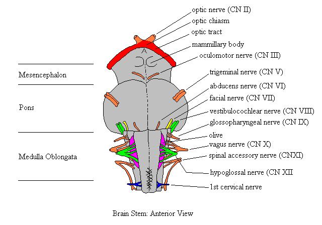 a labeled drawing of the brainstem from an anterior view
