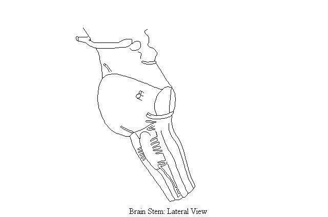 an unlabeled drawing of the brainstem from a lateral view