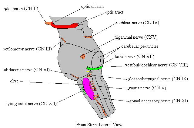 a labeled drawing of the brainstem from a lateral view