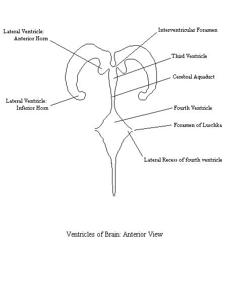 a labeled diagram of an anterior view of the ventricles of the brain