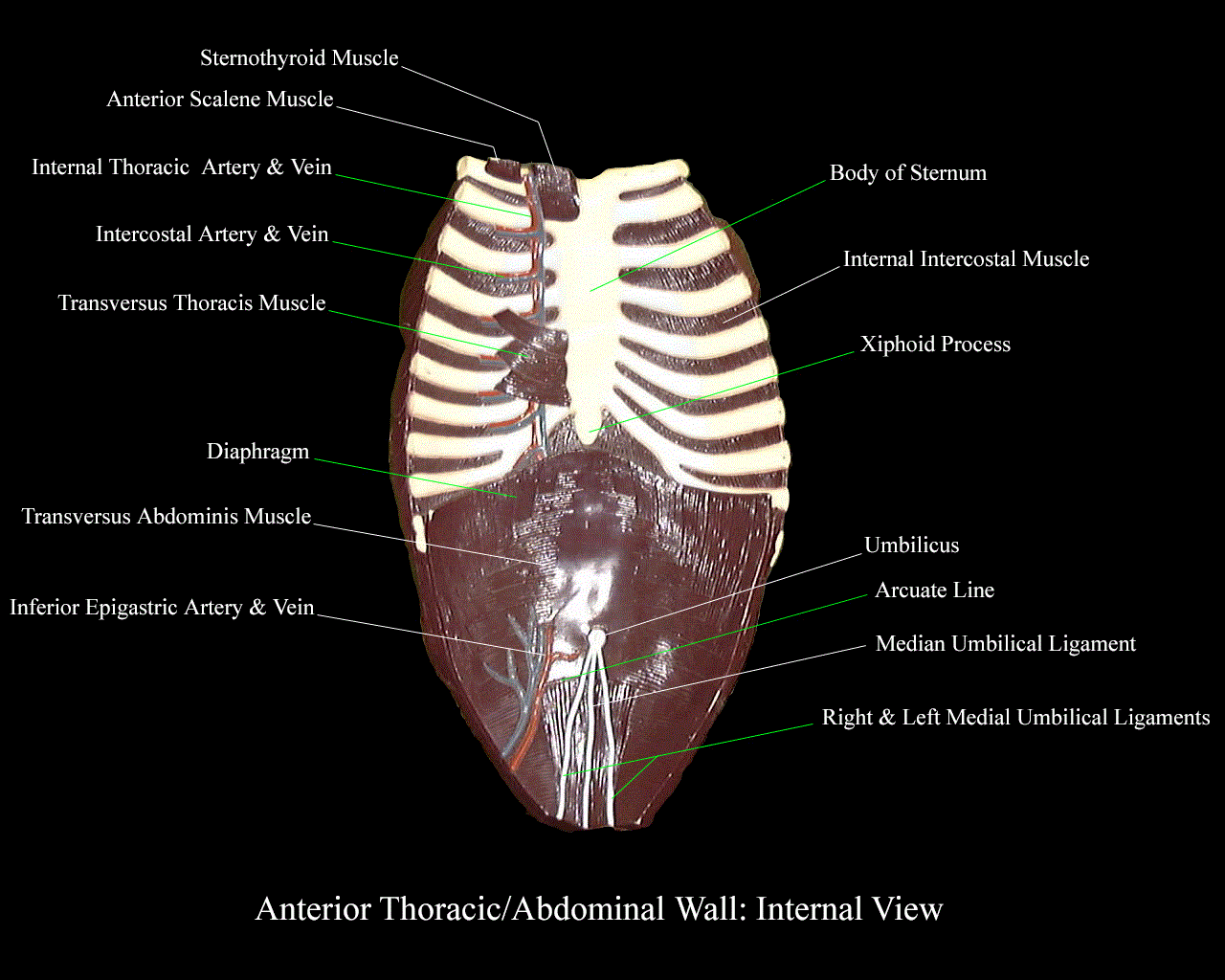 a labeled picture of an internal view of the breastplate from a torso model