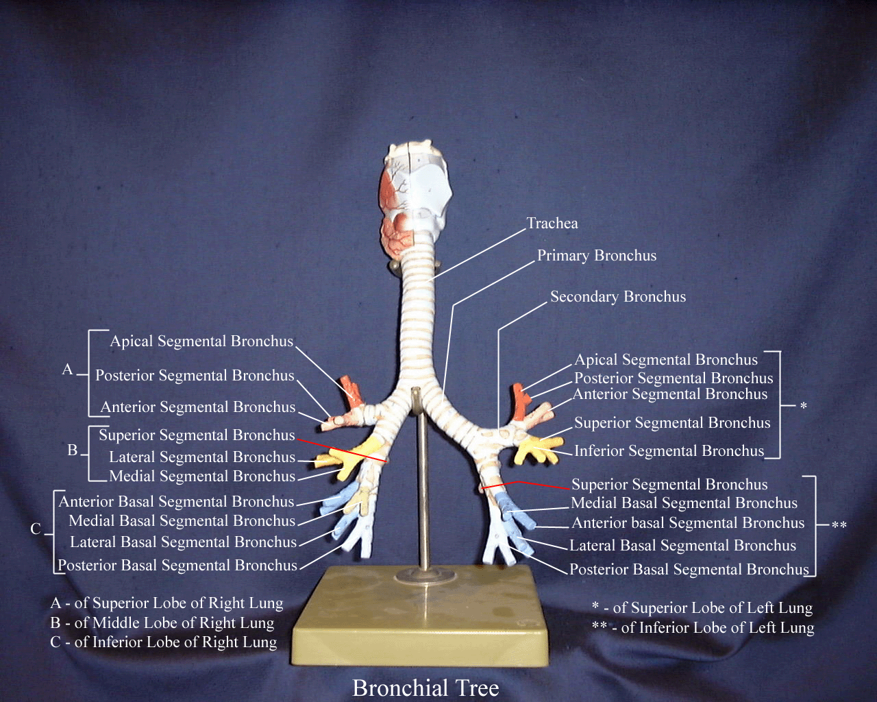 a labeled picture of a model of the braochial tree