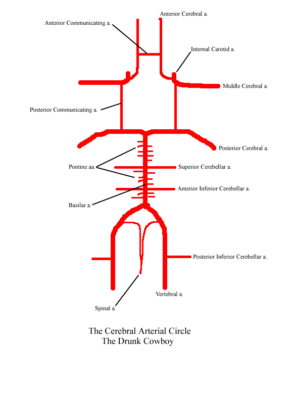 a labeld picture of a model of the cerebral arteriral circle