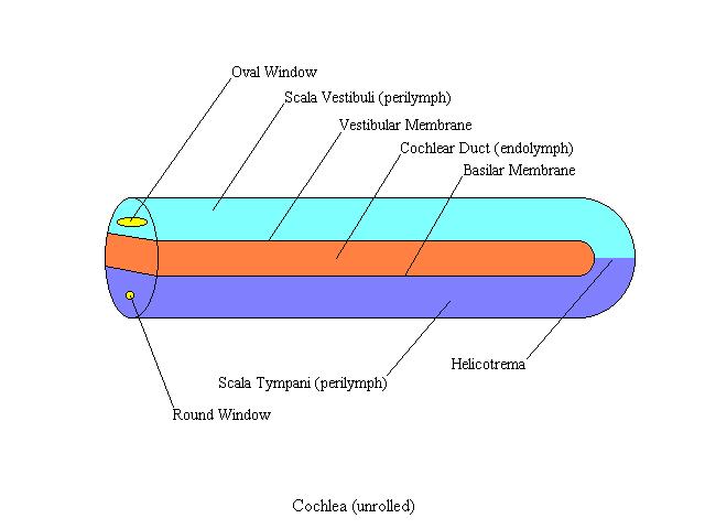 a diagram of the cochlea when unrollrd