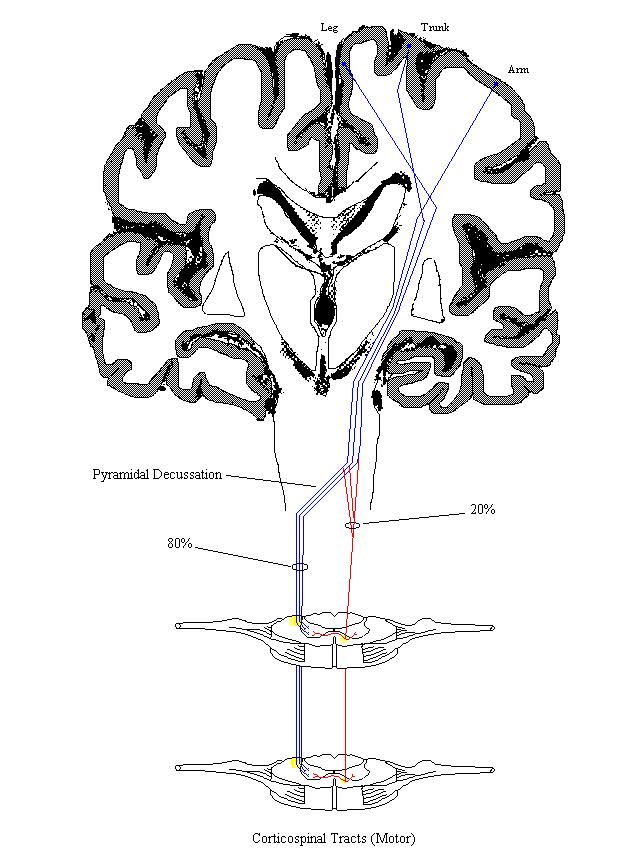 a completed diagram of the corticospinal trcacts