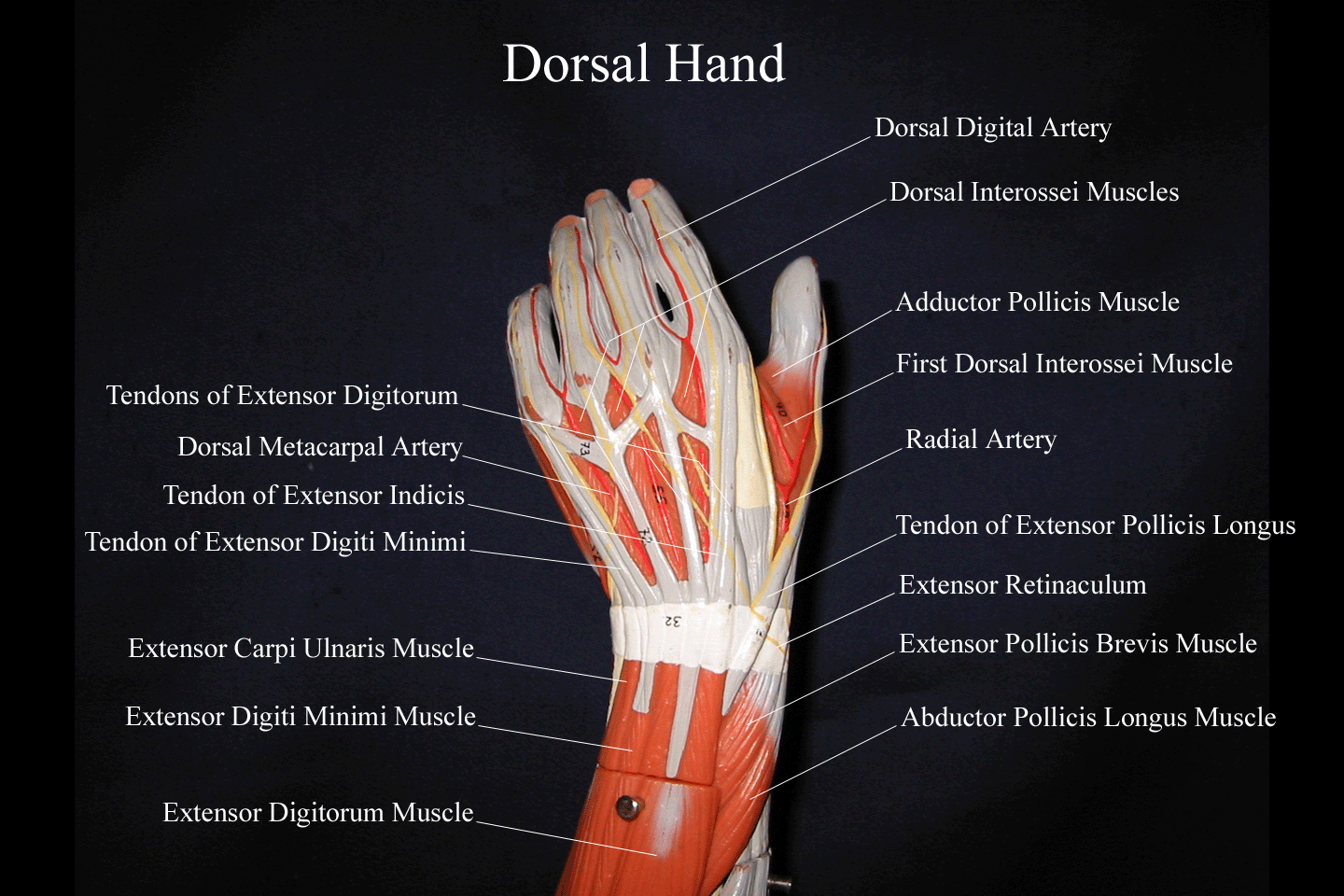 a labeled picture of the hand model from a dorsal view