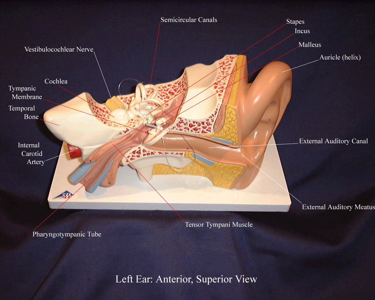 a labeled picture of a superior view of an ear model