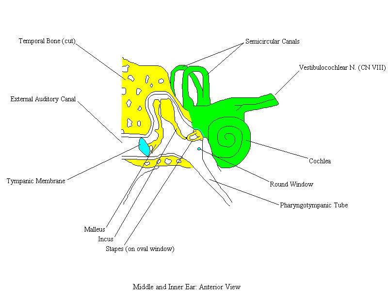 a labeled diagram of the structures of the middle and inner ear