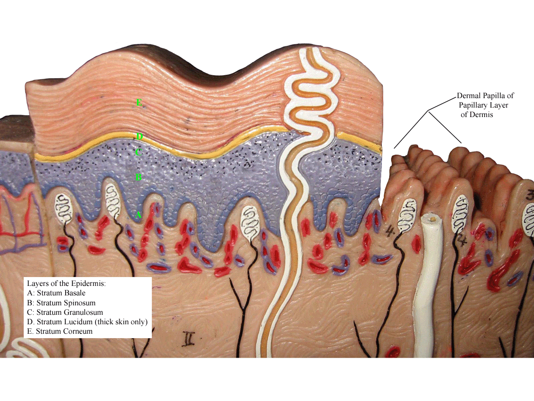 a labeled picture of a skin model focusing on the layers of the epidermis