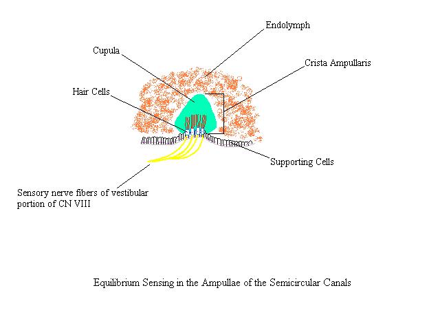 a labeled diagram of the structures inside the ampulla of the semicircular canals