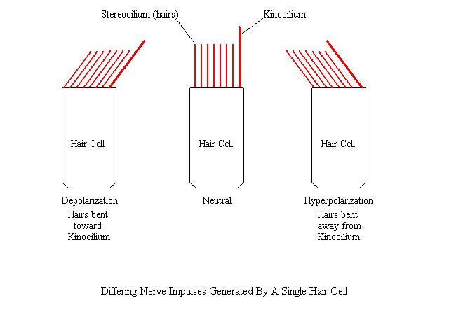 a diagram indicating the type of nerve impulses sent from hair cells of the vestibular system