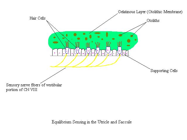 a diagram indicating the structures found in the utricle and the saccule