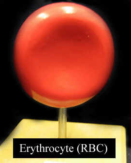 a picture of a model of an erythrocyte