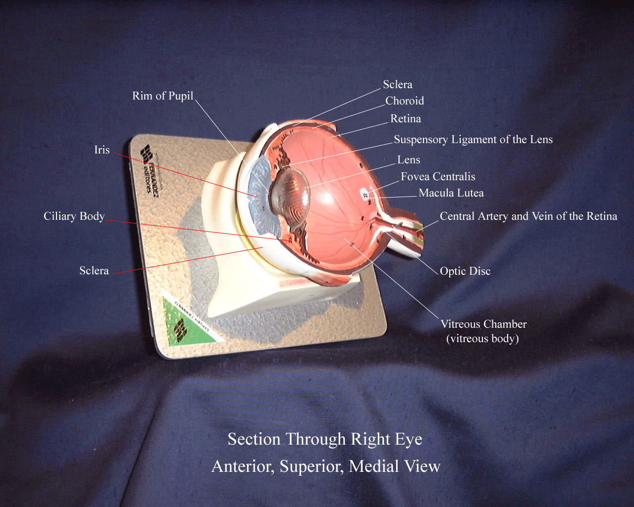 a labeled picture through a sectioned eyeball from an anterior, superior, medial view
