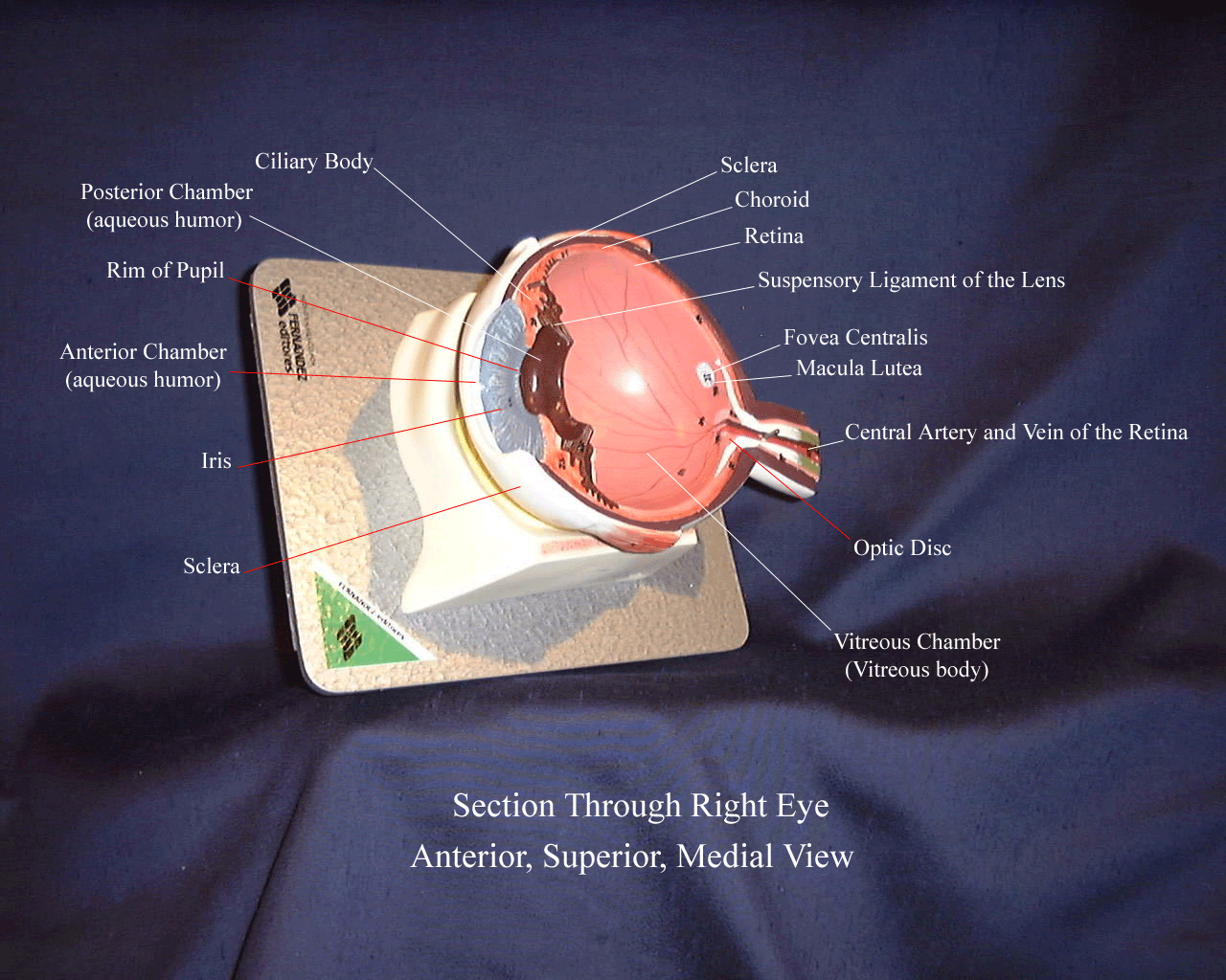 a labeled picture through a sectioned eyeball from an anterior, superior, medial view with the lens removed