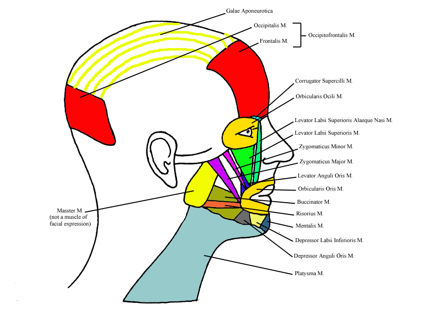 a completed diagram of the muscles of facial expression