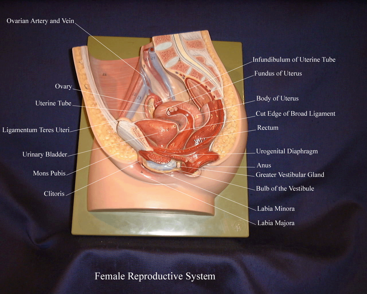 a labeled picture of a model of the female reproductive system