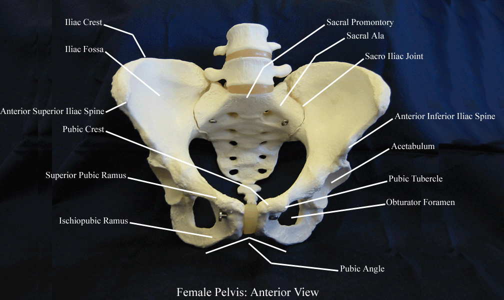 a labeled picture of a laboratory model of a female pelvis