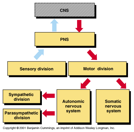Cns And Pns Chart