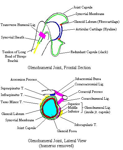 labeled diagrams of the glenohumeral joint