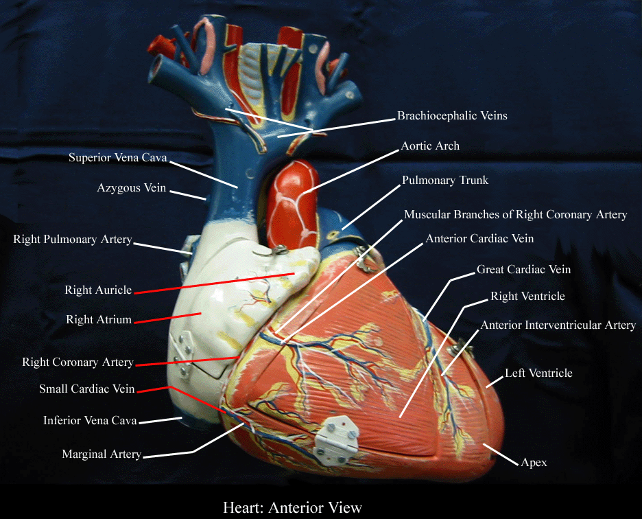 a labeled anterior view of a heart model