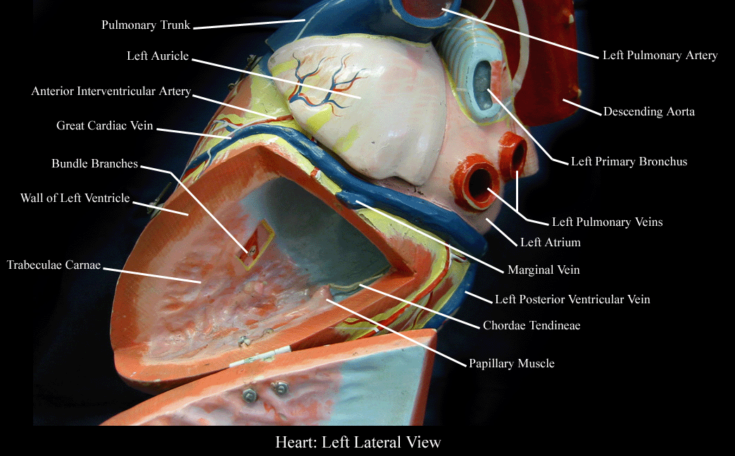 a labeled picture of a heart model with the left ventricle open