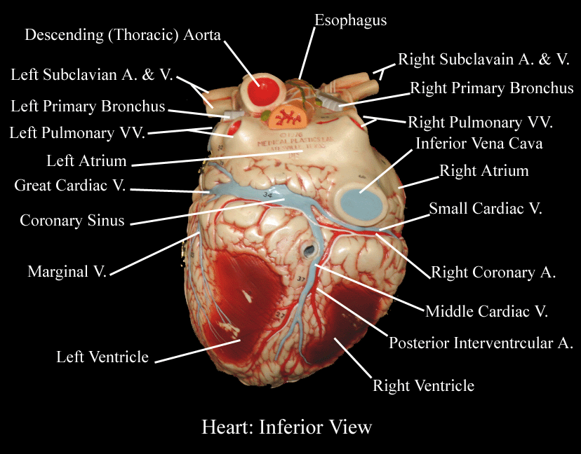 a labeled picture of a heart model from an inferior view