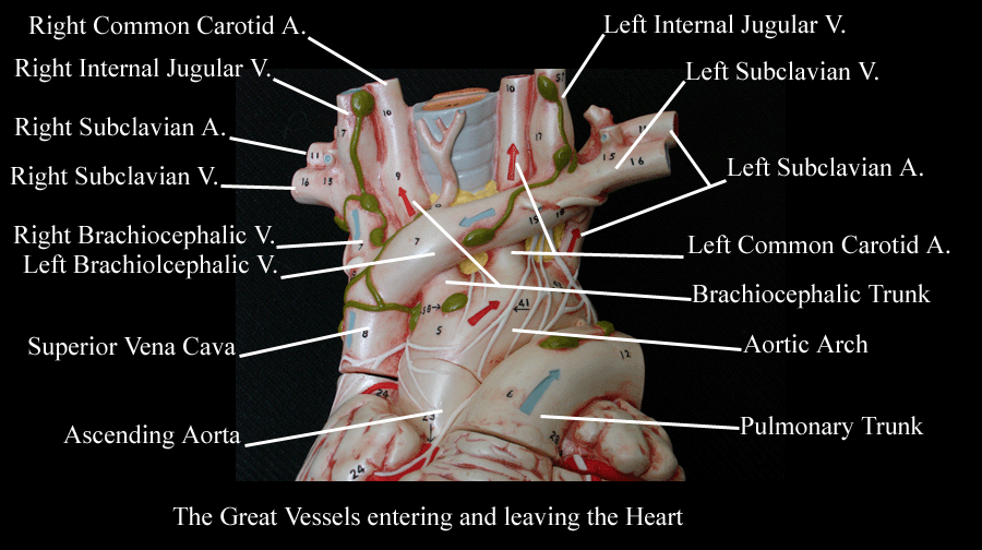 a labeled picture of a herat model focusing on the great vessels entering and leaving the heart