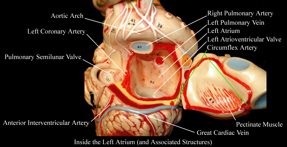 a labeled picture of a heart model focusing on the structures inside the left atrium