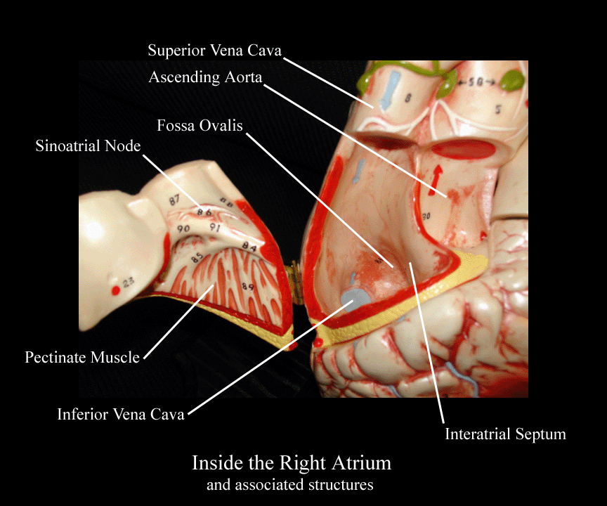 a labeled picture of a heart model focusing on the structures inside the right atrium