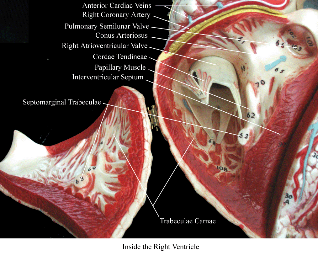 a labeled picture of a heart model focusing on the structures inside the right ventricle