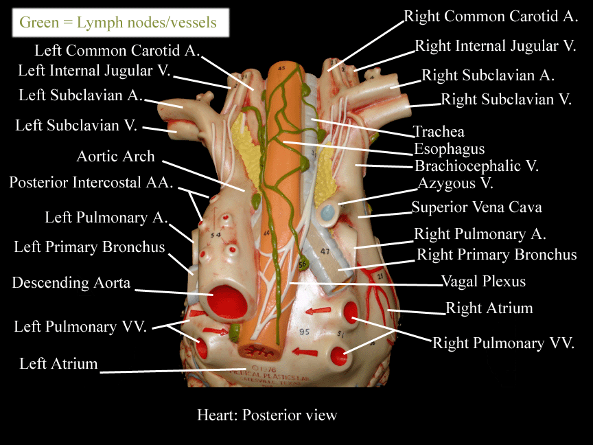 a labeled picture of a heart model from a posterior view