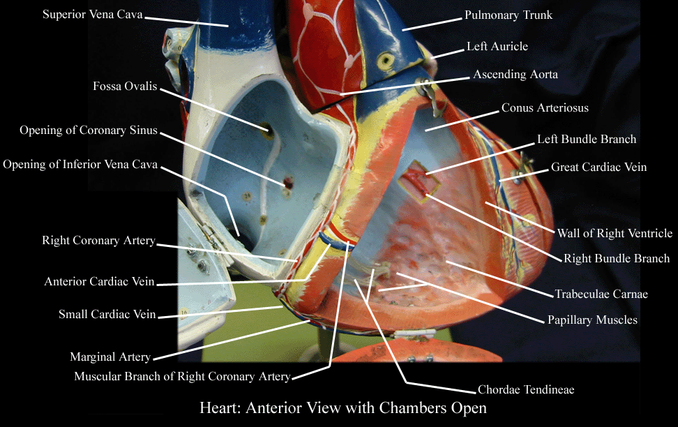 a labeled picture of a heart model with the right atrium and right ventricle open