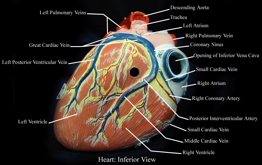 12+ Model Heart Labeled | Robhosking Diagram