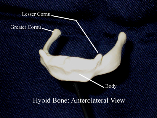 a labeled picture of a hyoid bone