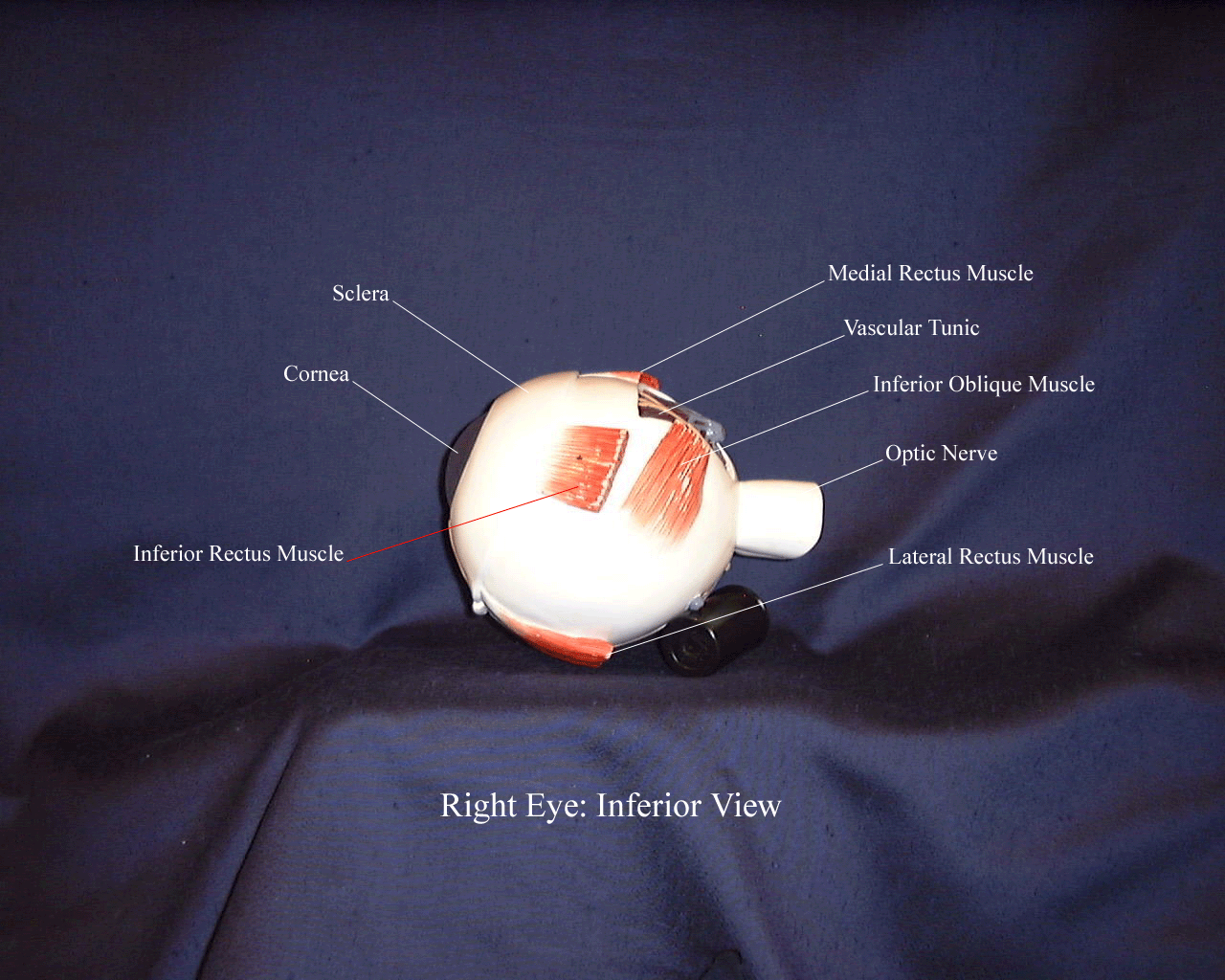a labeled picture of an inferior view of an eyeball model