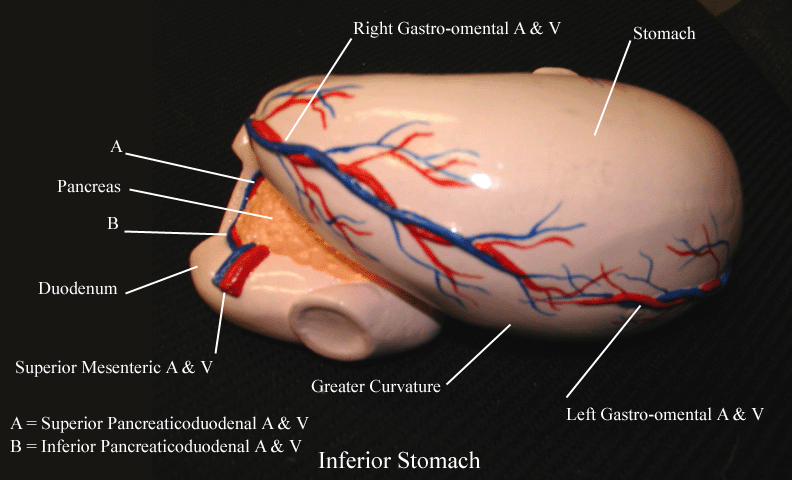a labeled picture of an inferior view of a stomach model